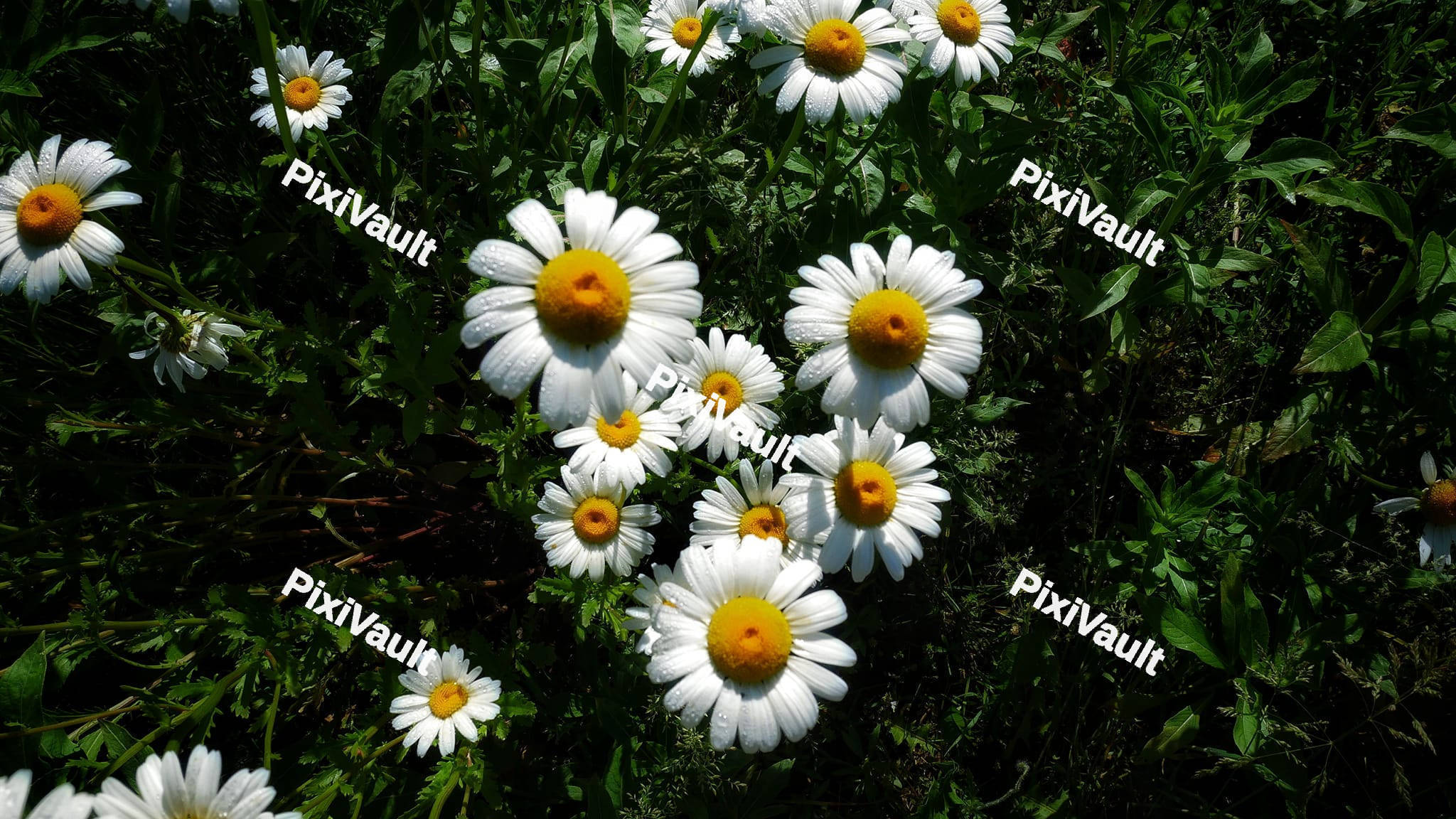 Daisy Flowers